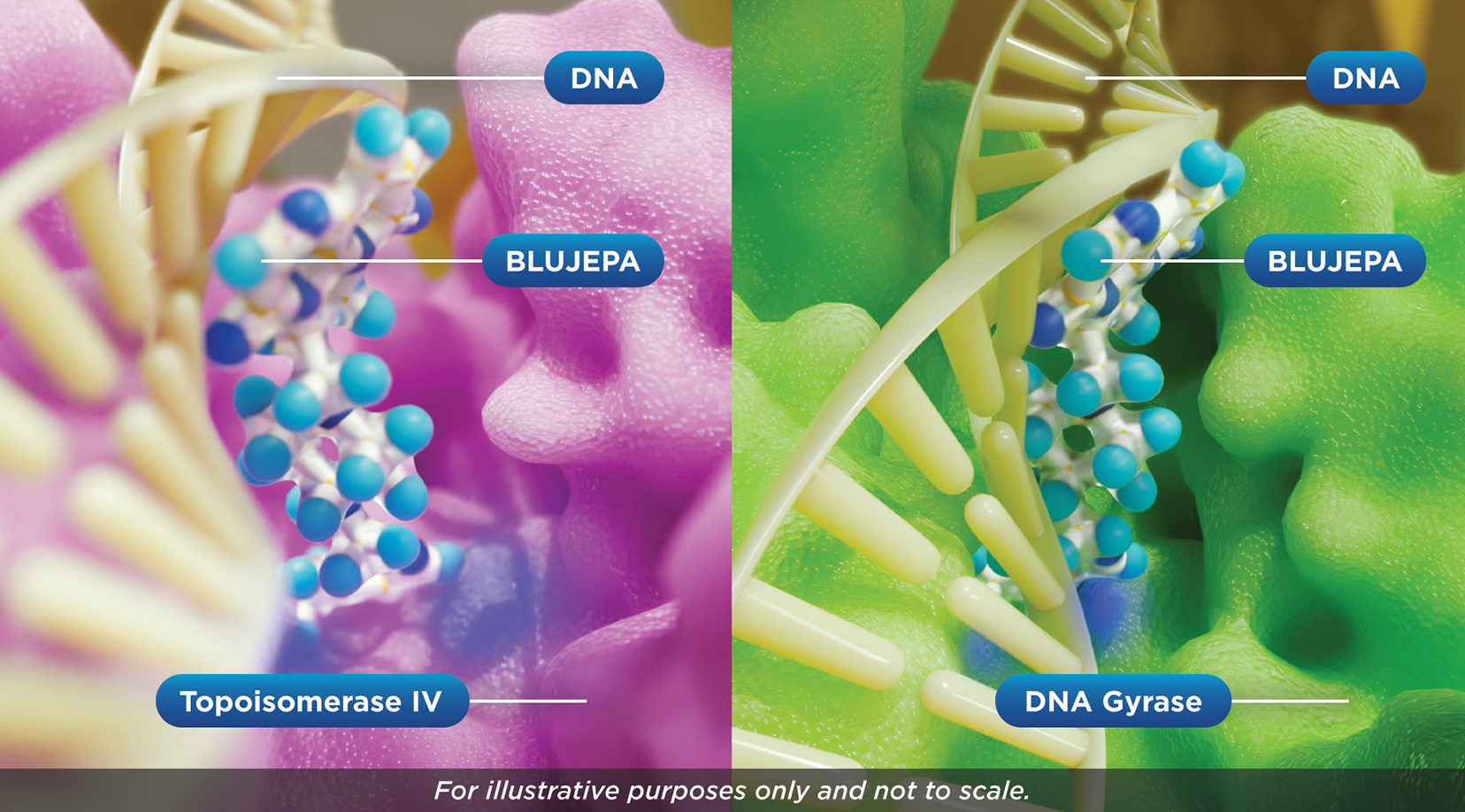 BLUJEPA dual-targeting MOA inhibiting DNA gyrase and topoisomerase IV to treat uncomplicated UTIs